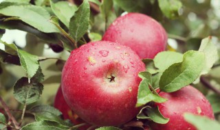 苹果树繁殖方法 苹果用什么方法繁殖