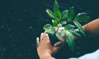 植树节是什么时候（植树节是什么时候确定的）