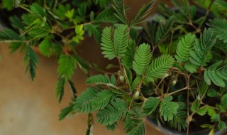 含羞草花语是什么（含羞草花语是什么意思）