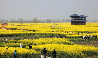 兴化油菜花观赏时间 兴化油菜花观赏时间多久