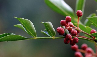 花椒树驱蚊子吗 花椒树驱蚊子吗有效果吗