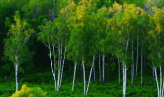 白桦树什么季节生长（白桦树什么季节生长的）