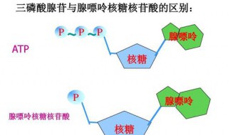 植物光合作用中ATP的生成场所 光合作用过程中,atp的合成发生在叶绿体的什么部位?