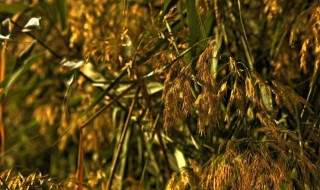 柳花和芦花是什么季节（柳花和芦花是什么季节的花）