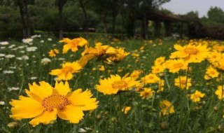 大金鸡菊什么季节开花（大金鸡菊怎么种）