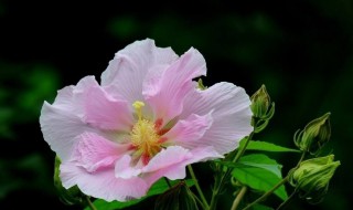 刚买的芙蓉花怎么养护（刚买回来的芙蓉花怎么养护）