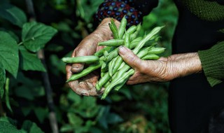 6月适合种什么菜（6月适合种什么菜?）