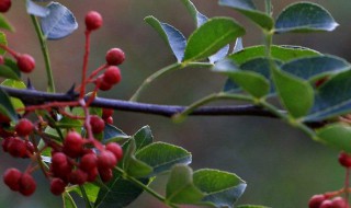 花椒树什么时候萌芽（花椒树在什么时候萌芽）