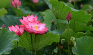 荷花是什么时候什么季节开（荷花是什么时候什么季节开花）