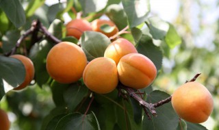 杏子结果的时候是什么季节 杏子什么季节结果实