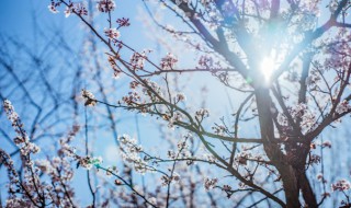 梅花的句子唯美短句 梅花这首古诗