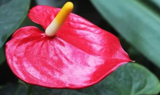 红掌的叶子从中间开始变黄是什么原因 红掌黄叶的6大原因