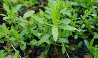 冬天除草剂什么时间打 冬天打除草剂的最佳时间和温度