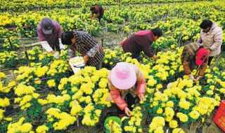 菊花采摘后如何加工（菊花采摘后如何加工泡茶）