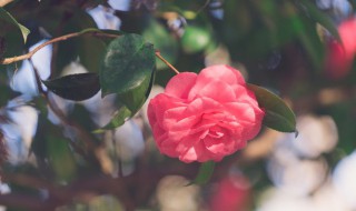 山茶花的种植方法与剪枝技巧（山茶花怎样修剪怎样管理）