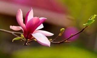 拍摄花草的摄像技巧(拍摄花草的摄像技巧有哪些)