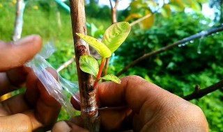 果树嫁接芽接法 果树嫁接育苗技术