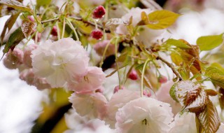 樱花是樱桃树的花吗（樱桃花和樱花的区别）