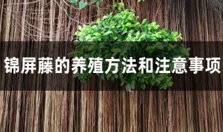 锦屏藤的养殖方法与注意事项 锦屏藤的养殖方法与注意事项有哪些