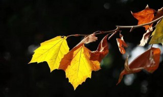 秋天落叶拍照技巧 秋天落叶的照片怎么拍好看