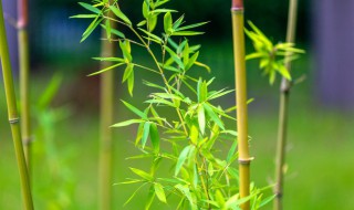 竹子苗的培育方法 竹子的培植方法