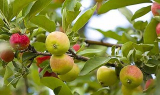 苹果树一年的管理方法 苹果树一年的管理方法是什么