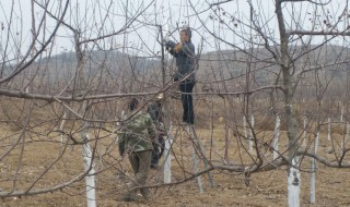 苹果四月份管理方法（苹果四月份管理方法分析）