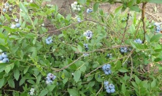 蓝莓树苗的嫁接方法 蓝莓树嫁接技术