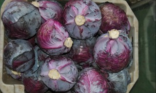 家庭种植紫包菜方法 家庭种植紫包菜方法和技术