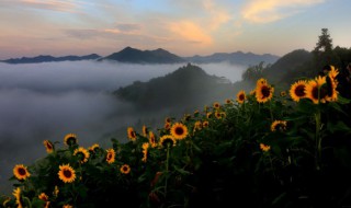 向日葵的花语是什么 向日葵的花语是什么意思