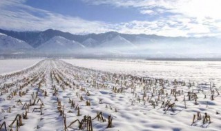 盐化雪的原理 盐化雪吗