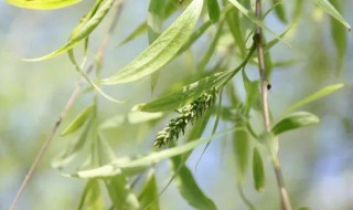 柳花是什么季节的 柳花图片