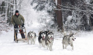 雪橇犬有哪些 雪橇犬有哪些品种图片