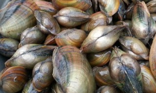 河蚌怎么洗干净 河蚌怎样洗才干净视频