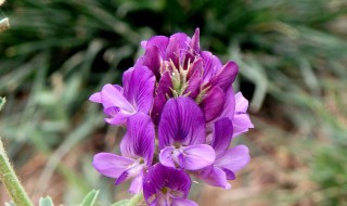 紫花苜蓿草种植时间和方法 紫花苜蓿草种植时间和方法图解