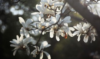 上海的市花是什么（上海的市花是什么时候确定的）