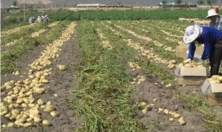 种植土豆浇水管理方法（种植土豆浇水管理方法有哪些）