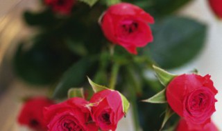 玫瑰花苗的种植方法（玫瑰花的种植方法及养护）