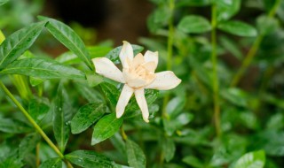 栀子花有哪些品种（栀子花有哪些品种品种）