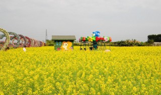 油菜花能用五彩缤纷形容吗 油菜花能用五彩缤纷形容吗对吗