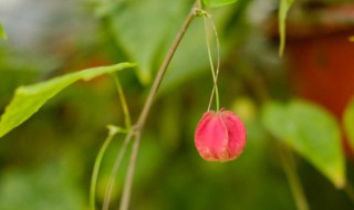 蔓性风铃花如何养殖 蔓性风铃花的种植如何培育