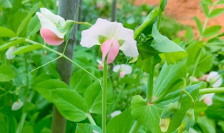 香豌豆花语是什么都有哪些寓意 香豌豆的花语是什么?