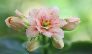 什么花一年四季都开（什么花一年四季都开花）