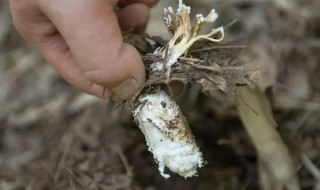 金蝉花种植方法 金蝉花种植方法和技术