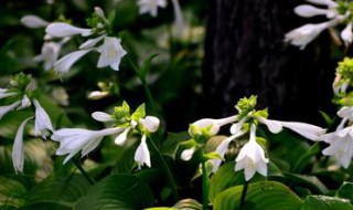 玉簪花怎样移植（玉簪花怎么移栽）