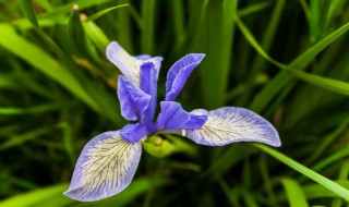 怎样种马莲花（怎样种马莲花盆栽）