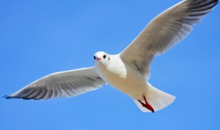 海鸥为什么称为海上清洁工 海鸥为什么有海港清洁工的绰号