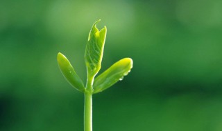 月季花剪完枝不发芽怎么办（月季花剪完枝不发芽怎么办呀）