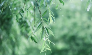 描写春雨的优美段落 描写春雨的优美段落摘抄