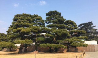 塔柏树种植在庭院好吗（塔柏树种植在庭院好吗视频）